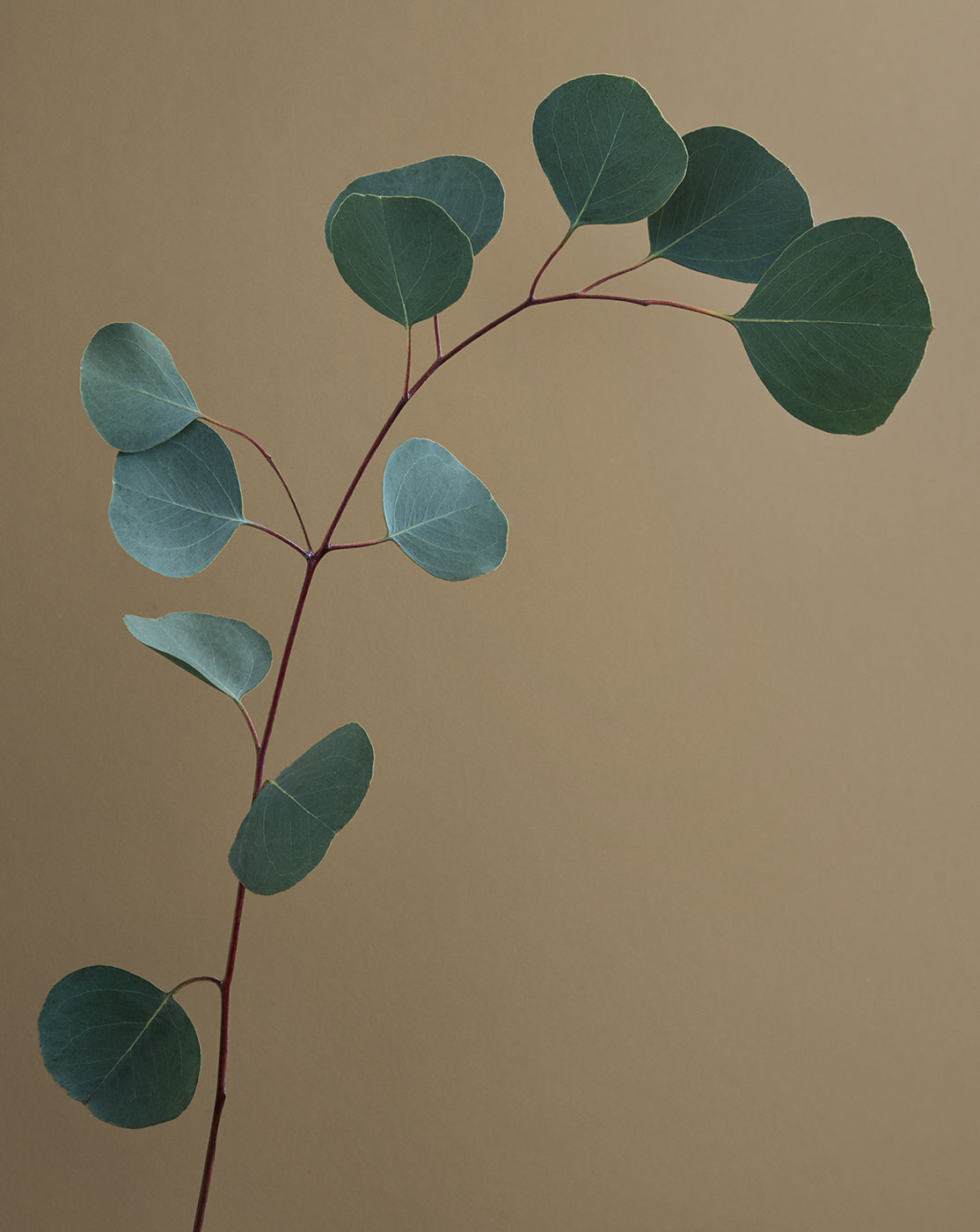 FELT_INGREDIENTS_EUCALYPTUS