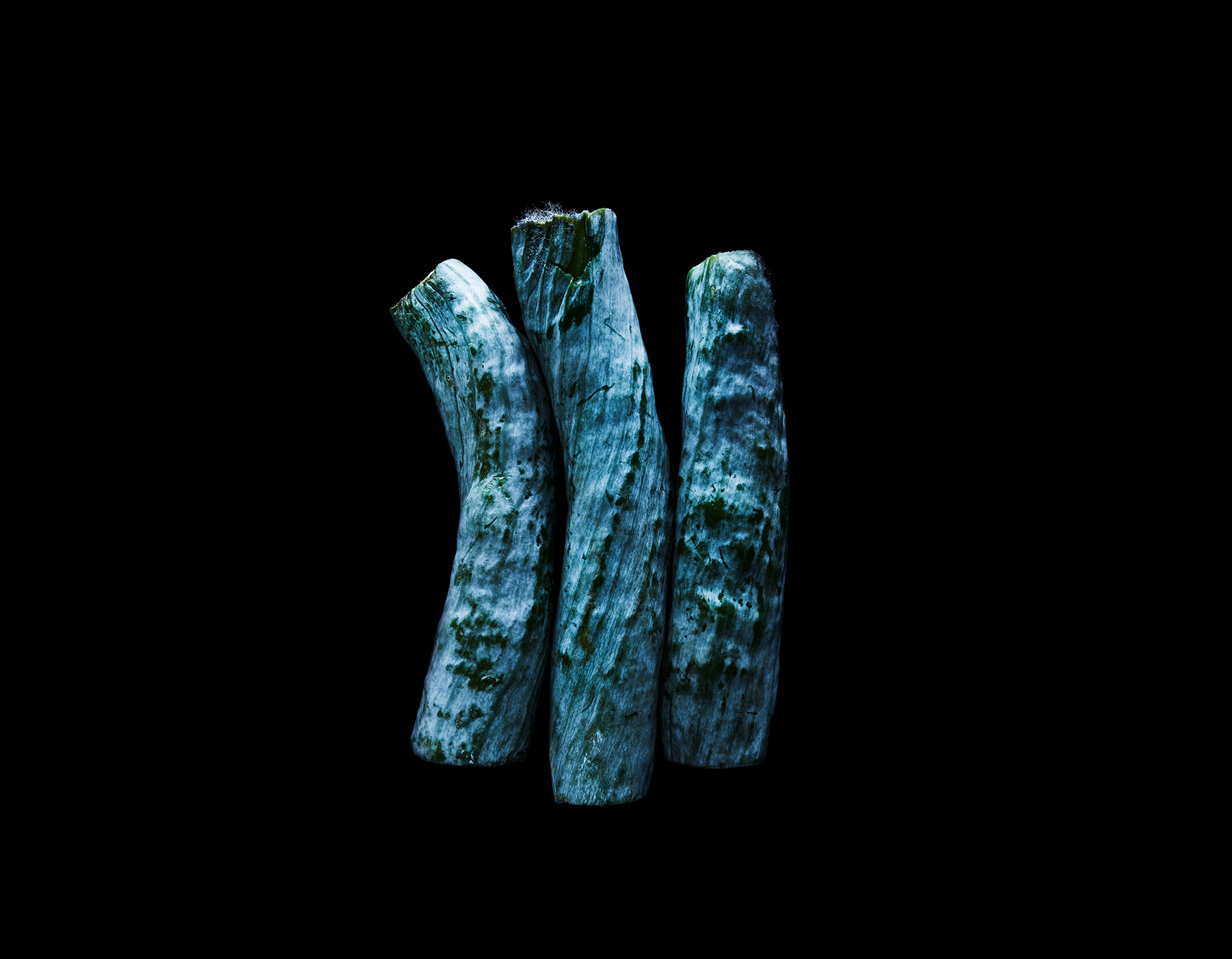 PLANTS_SNAKESQUASH_038